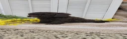 Cockapoo dogs for sale: Jan - Ad 7