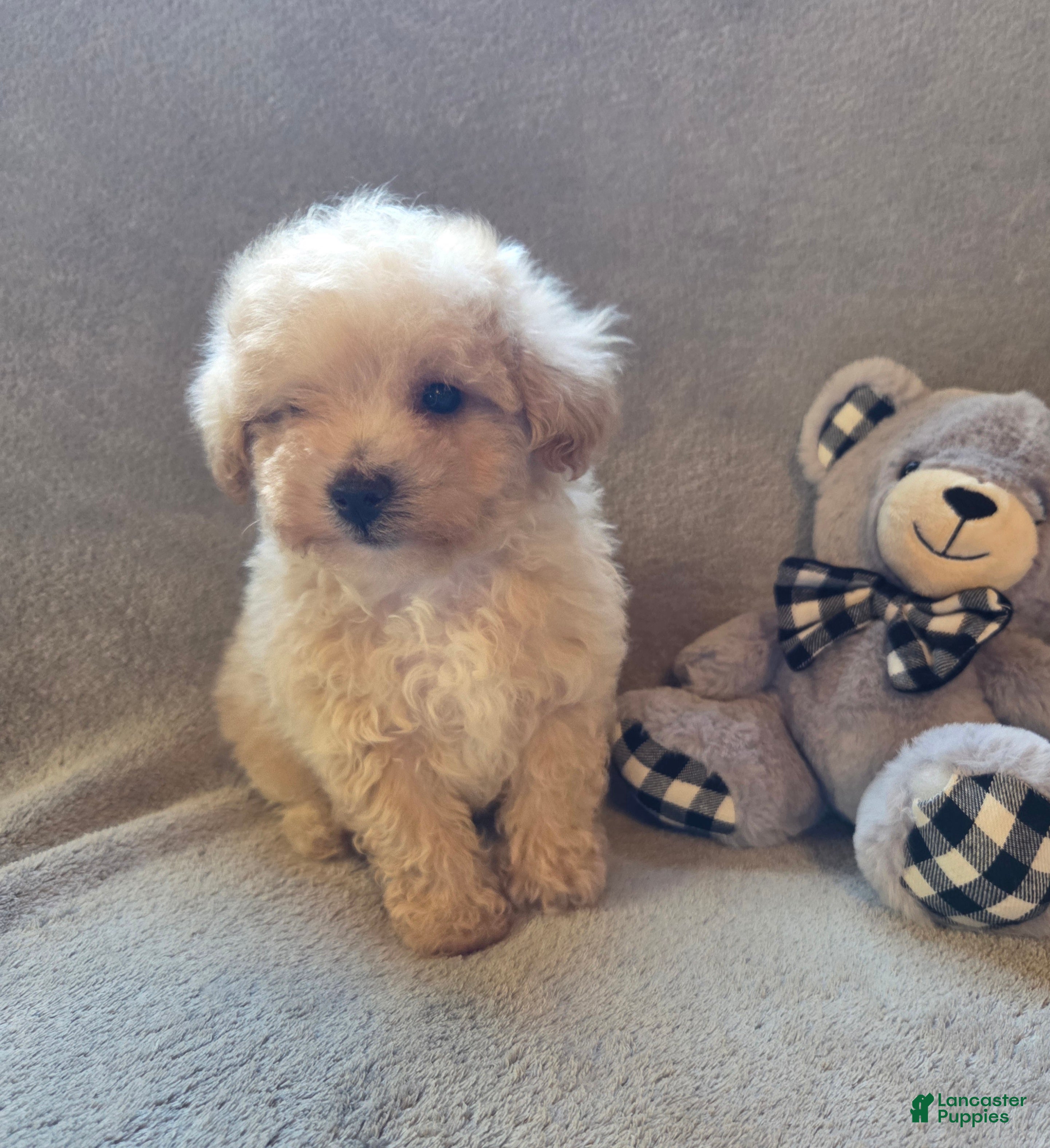 Maltipoo dogs Tucker - Ad 2