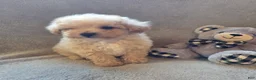 Maltipoo dogs for sale: Tucker - Ad 2