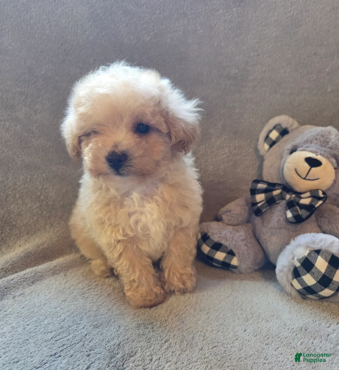 Maltipoo dogs for sale: Tucker - Ad 2
