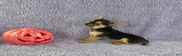 Chihuahua dogs for sale: Zoey - Ad 4