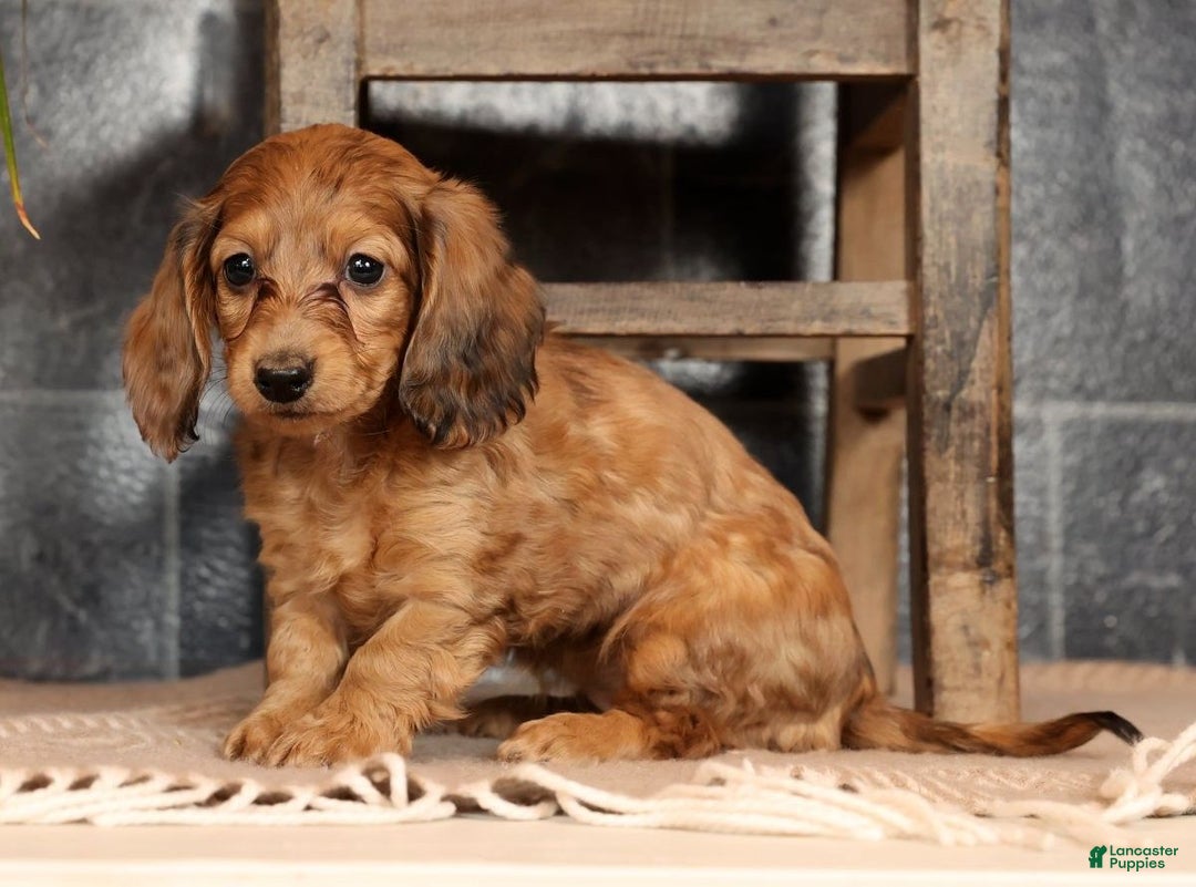Miniature Dachshund dogs for sale: Anni - Ad 6