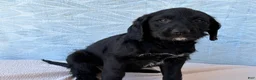 Labradoodle dogs for sale: Labradoodle 4 - Ad 2