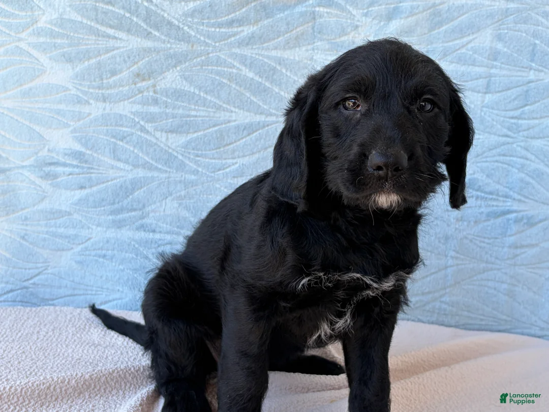 Labradoodle dogs for sale: Labradoodle 4 - Ad 2