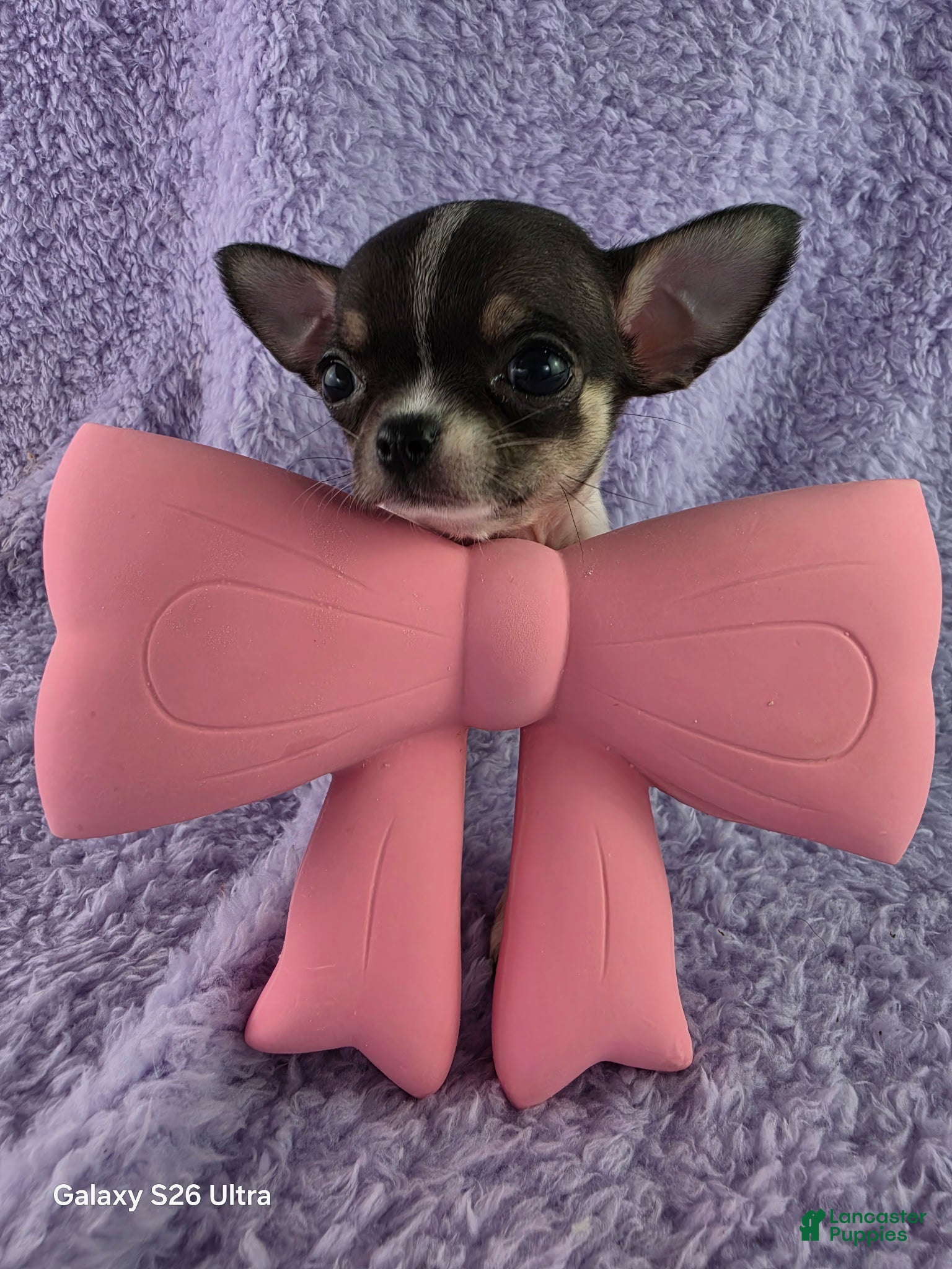 Chihuahua dogs AKC Fiona  - Ad 2