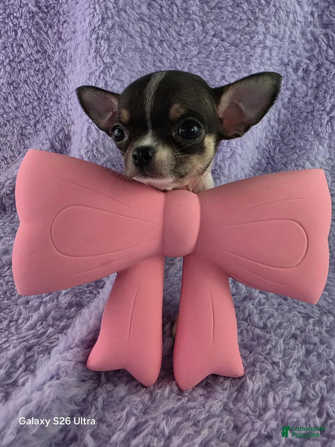Chihuahua dogs for sale: AKC Fiona  - Ad 2