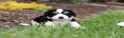 Cavachon dogs for sale: Queen - Ad 6
