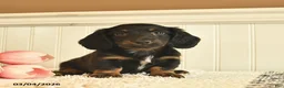 Miniature Dachshund dogs for sale: Bentley  - Ad 1