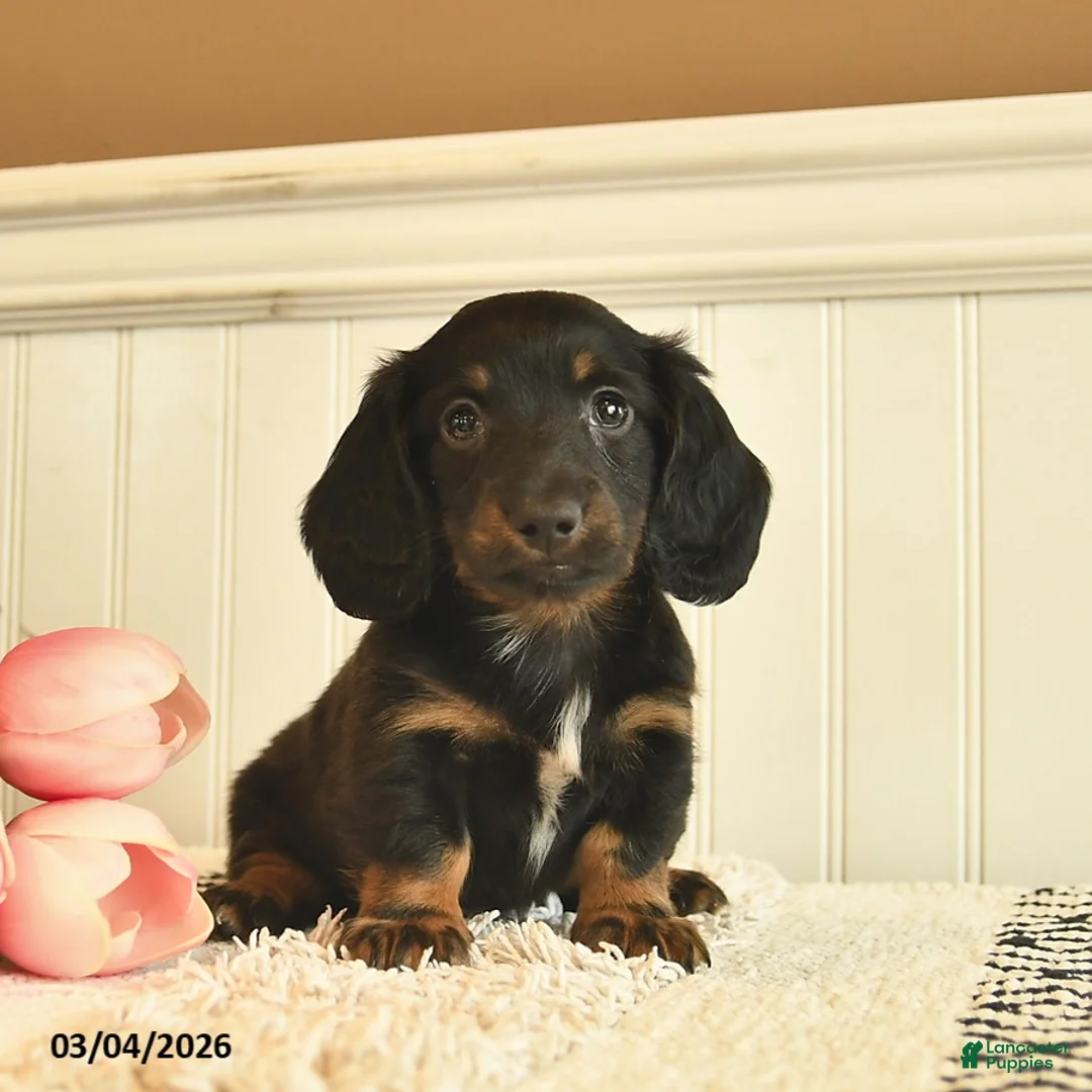 Miniature Dachshund dogs for sale: Bentley  - Ad 1