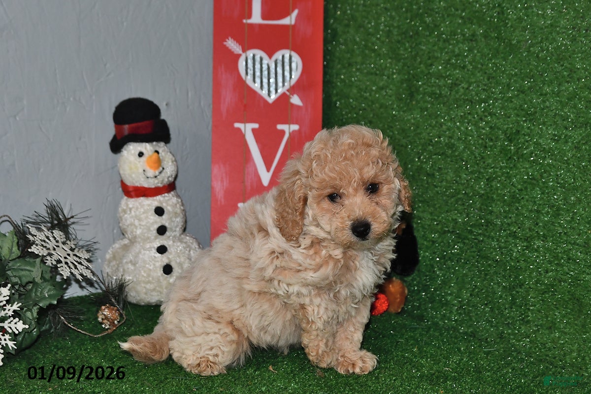 Bichpoo dogs Smoky - Ad 39