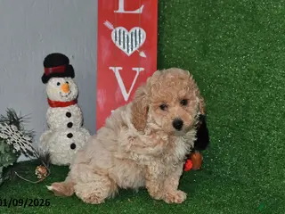 Bichpoo dogs Smoky - Ad 24