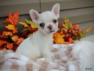 French Bulldog dogs - Ad 23