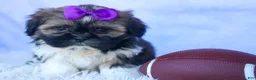 Shih Tzu dogs for sale: SADIE - Ad 11