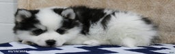Pomsky dogs for sale: Chase - Ad 4