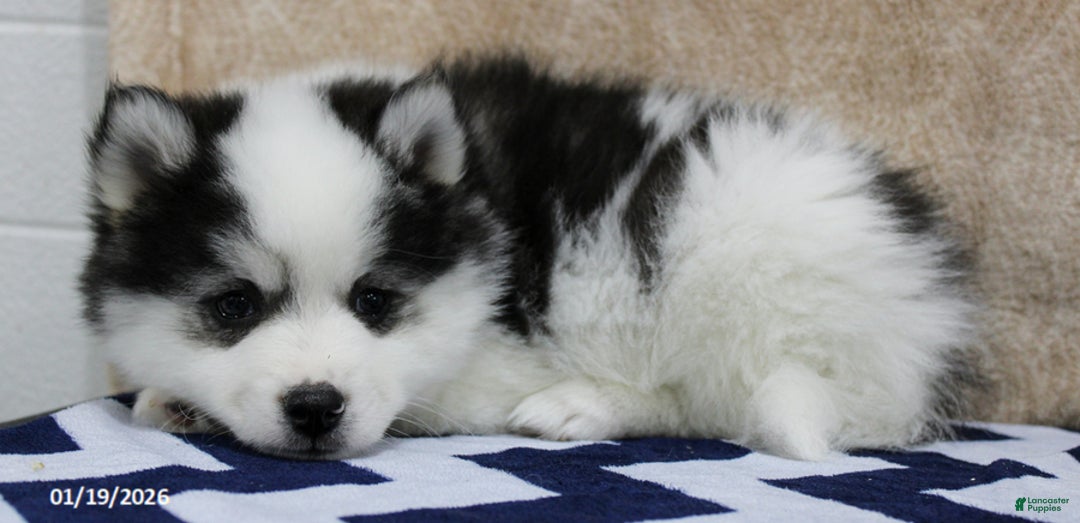 Pomsky dogs for sale: Chase - Ad 4