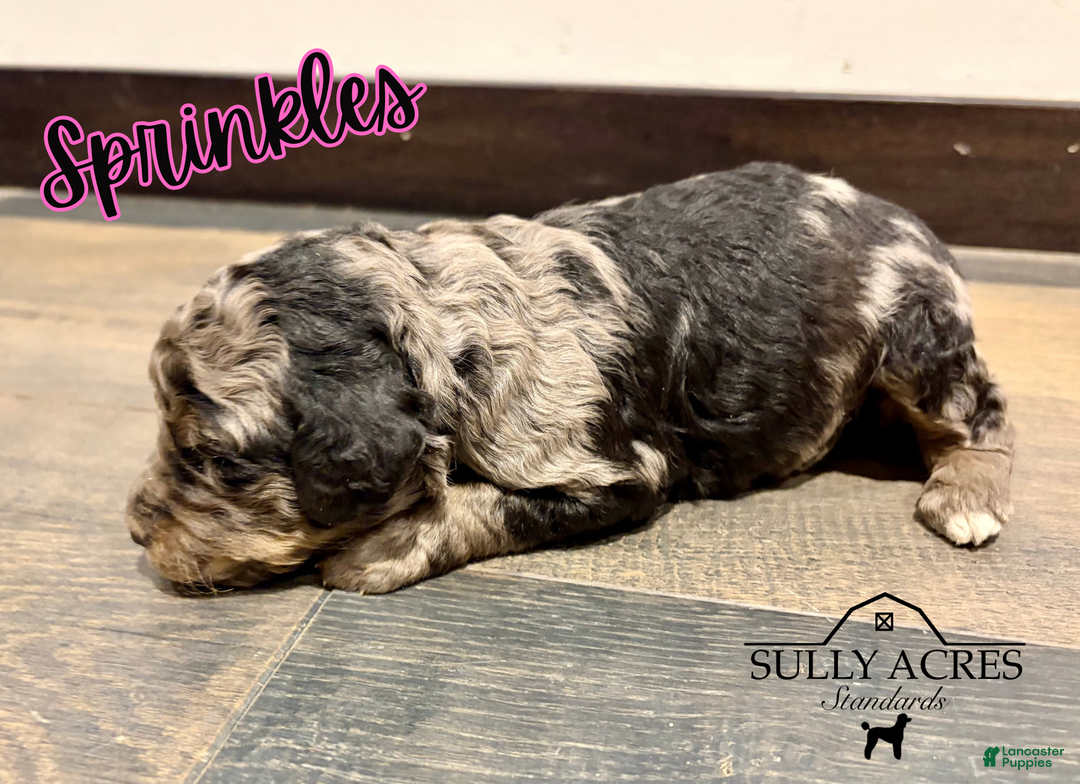 Standard Poodle dogs for sale: Sprinkles - Ad 5