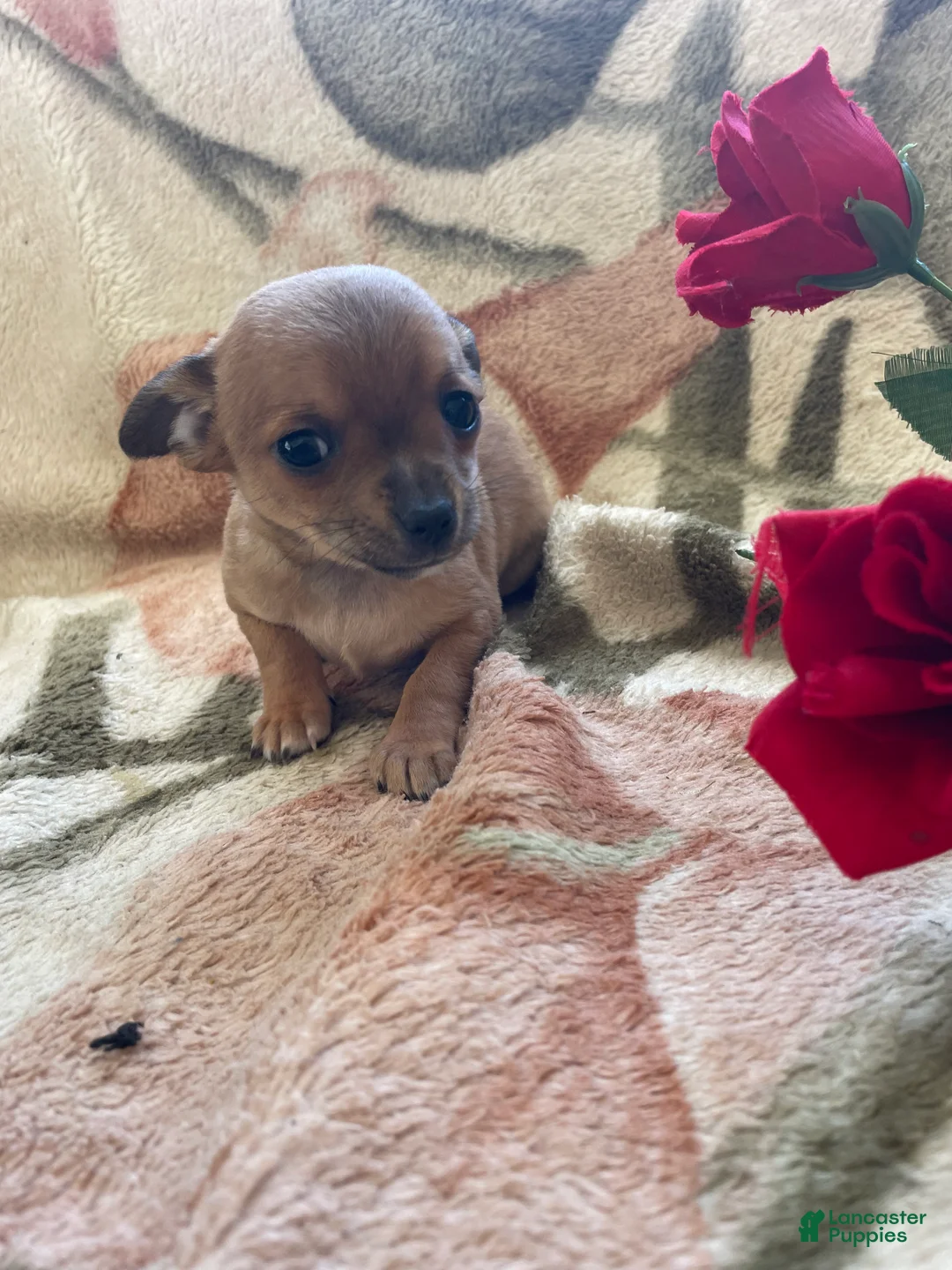 Chihuahua dogs for sale: Bean - Ad 3