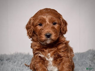 Mini Goldendoodle dogs Mr. Keegan - Ad 20