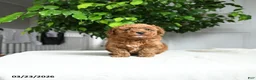 Miniature Poodle dogs for sale: Jack  - Ad 4