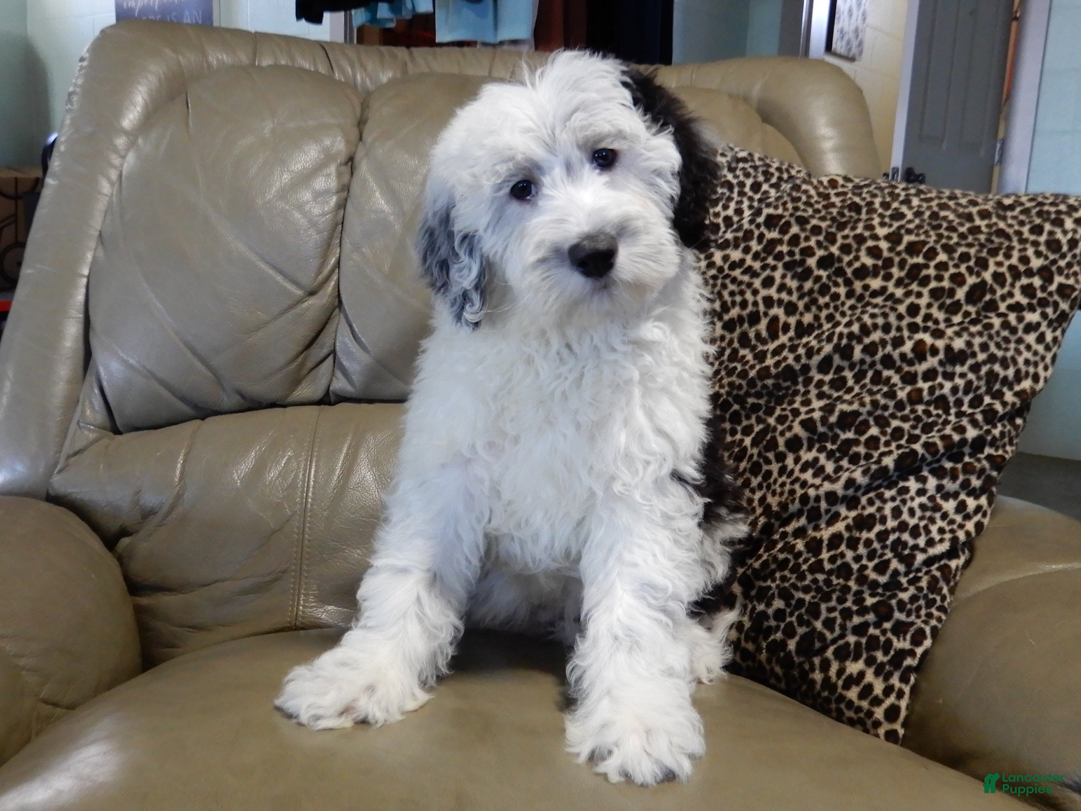 Sheepadoodle dogs Kenny - Ad 2