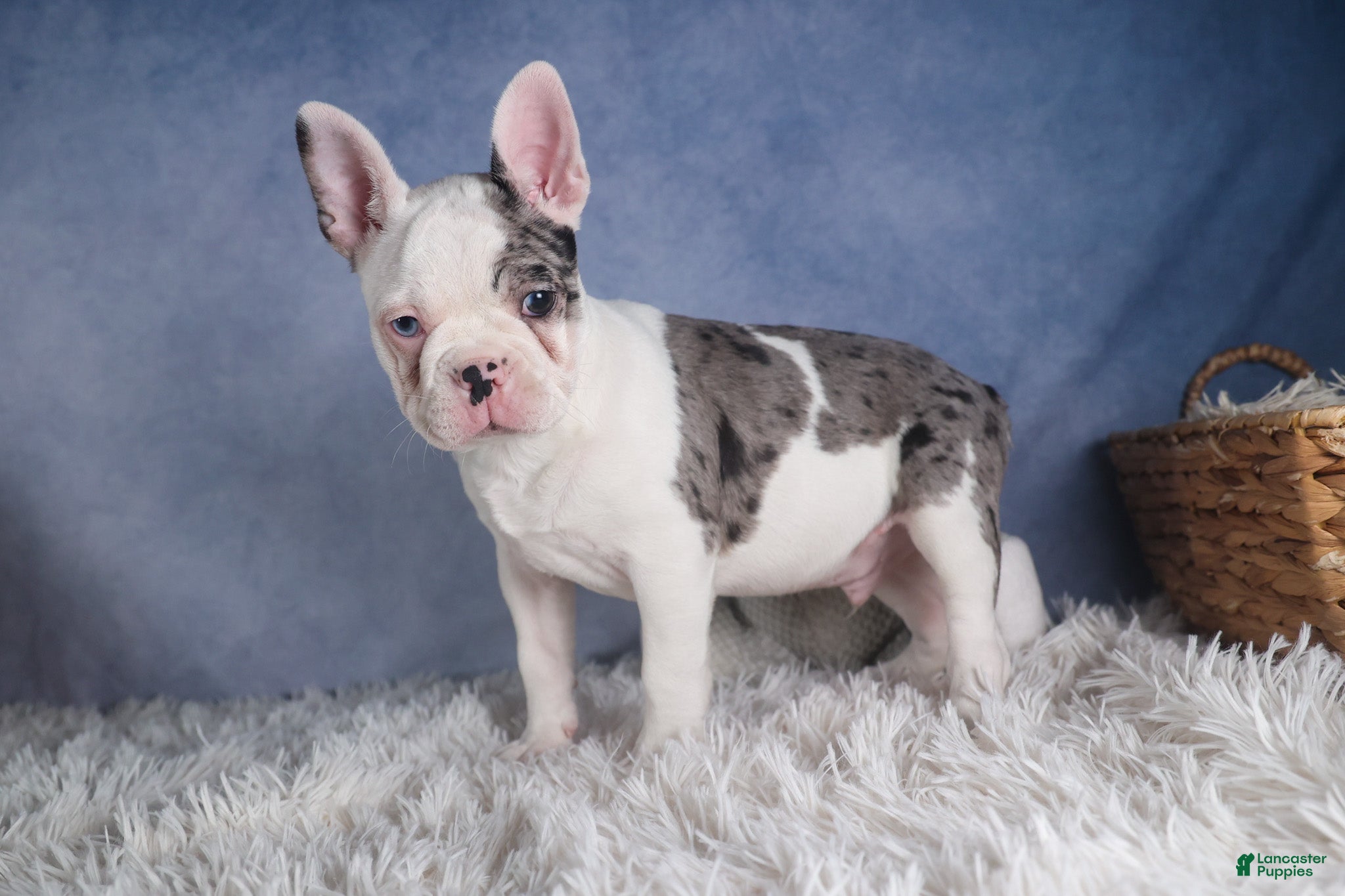 Frenchton dogs ISAAC - Ad 2