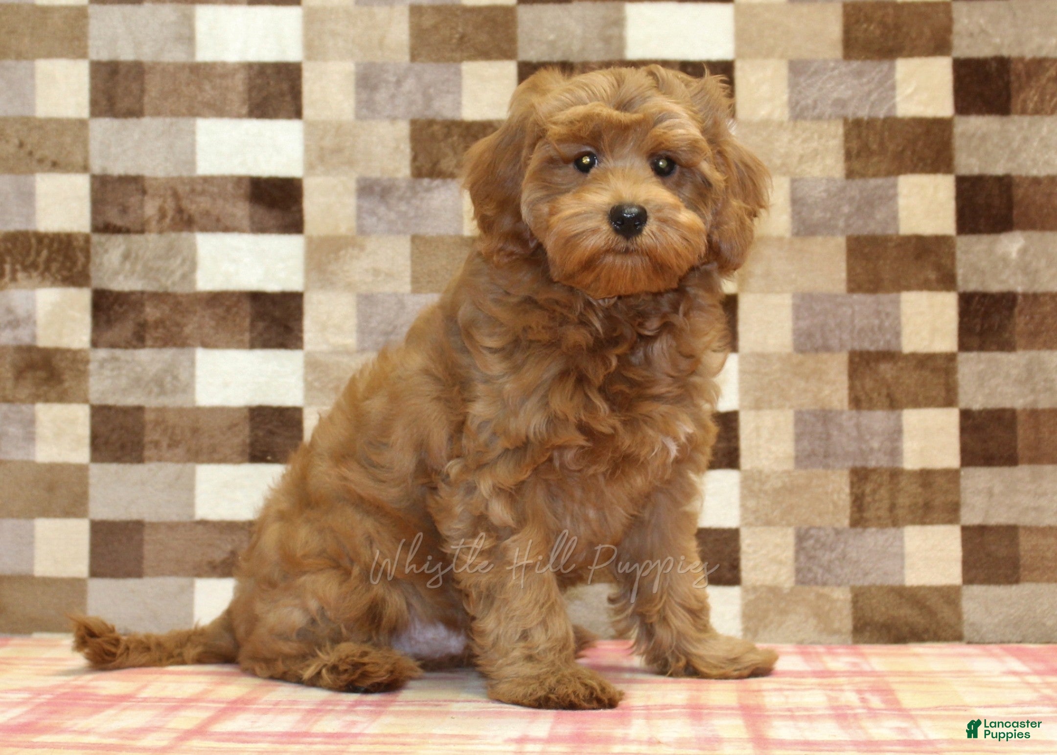 Cavapoo dogs Oscar - Ad 1