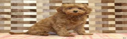 Cavapoo dogs for sale: Oscar - Ad 1