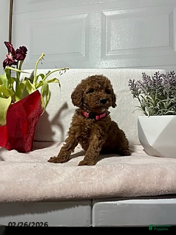 Miniature Poodle dogs Macy - Ad 2