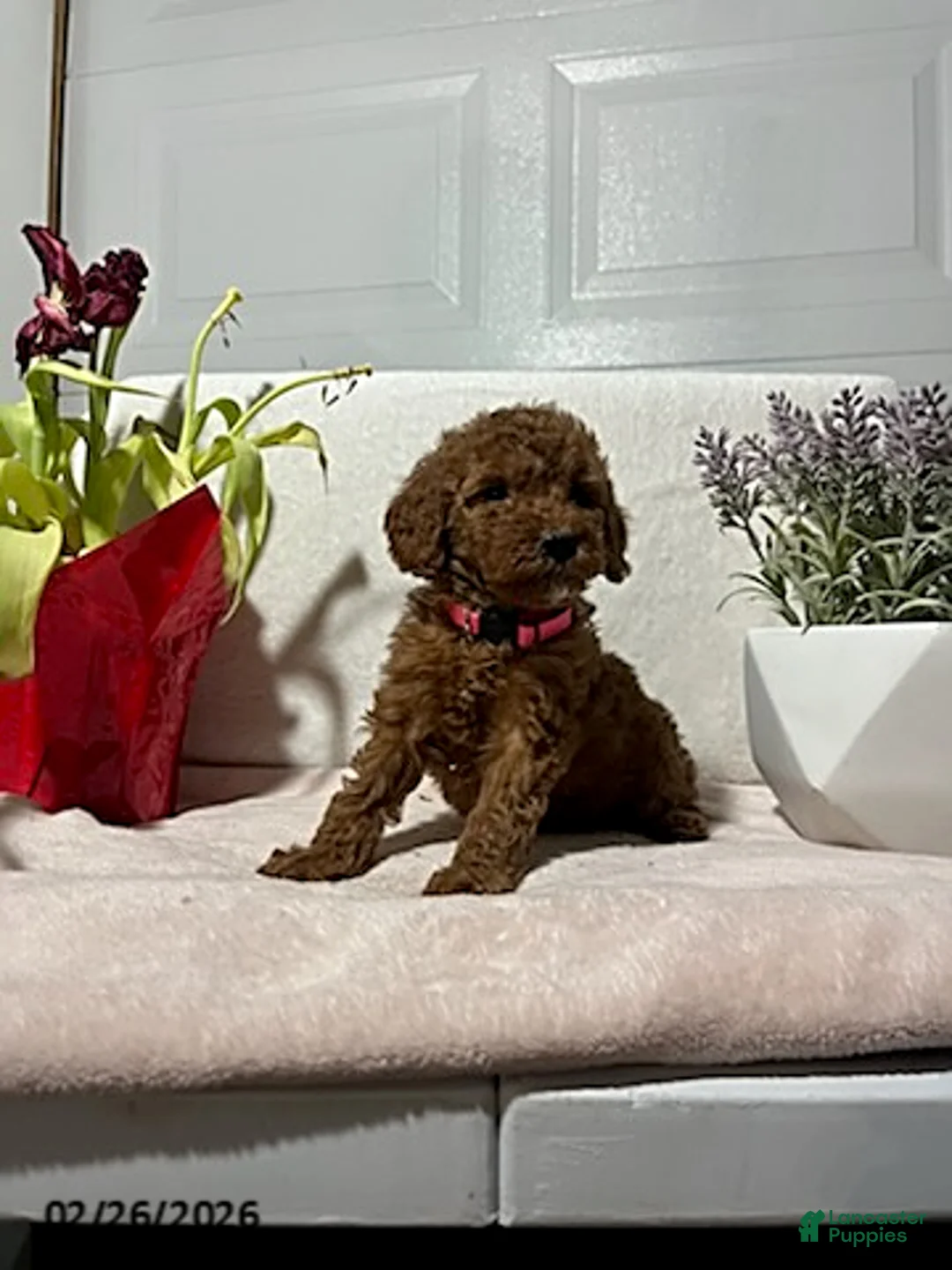 Miniature Poodle dogs for sale: Macy - Ad 2