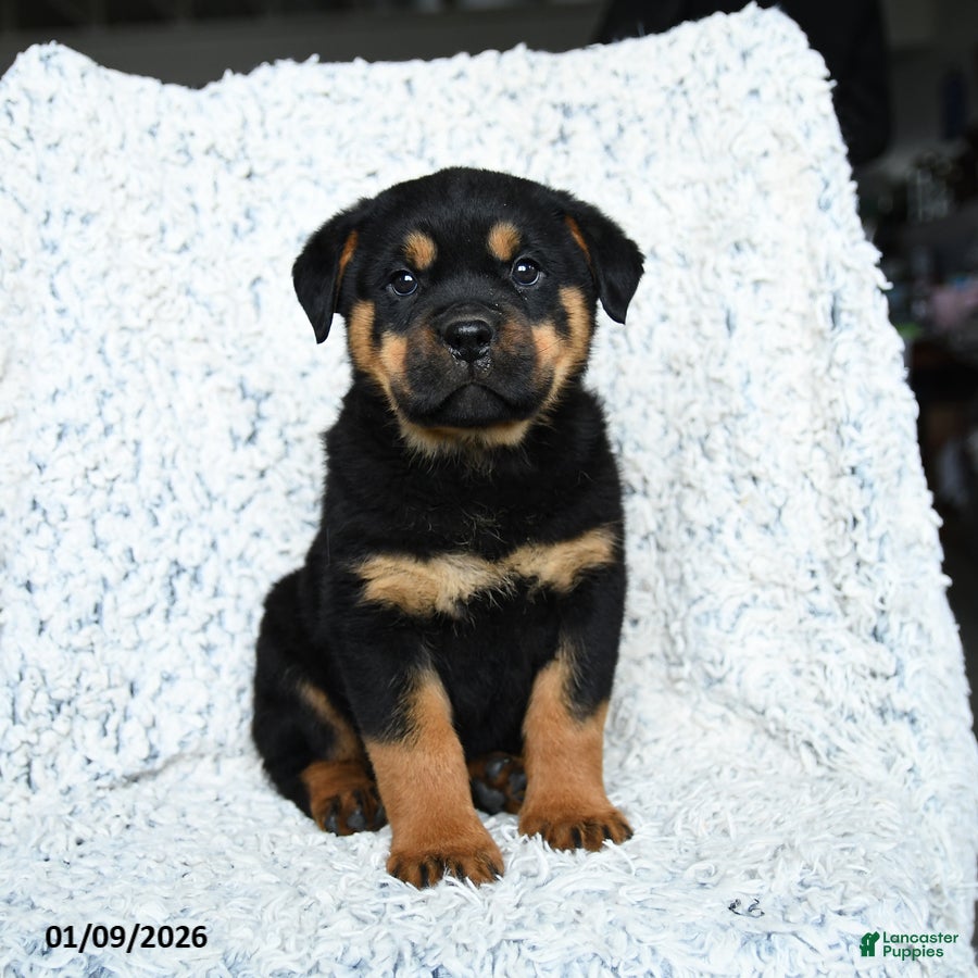 Rottweiler dogs Sterling - Ad 6