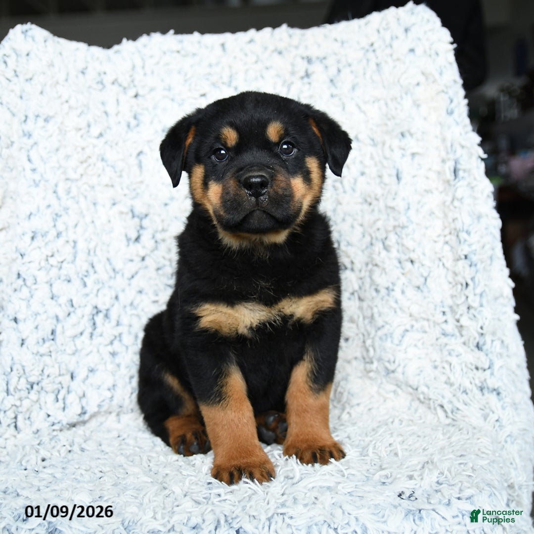 Rottweiler dogs for sale: Sterling - Ad 1