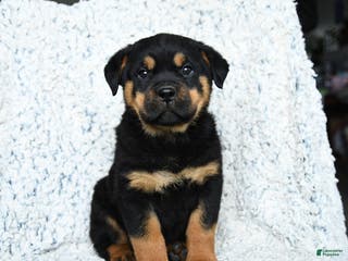 Rottweiler dogs Sterling - Ad 18