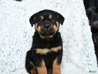 Rottweiler dogs Sterling - Ad 3