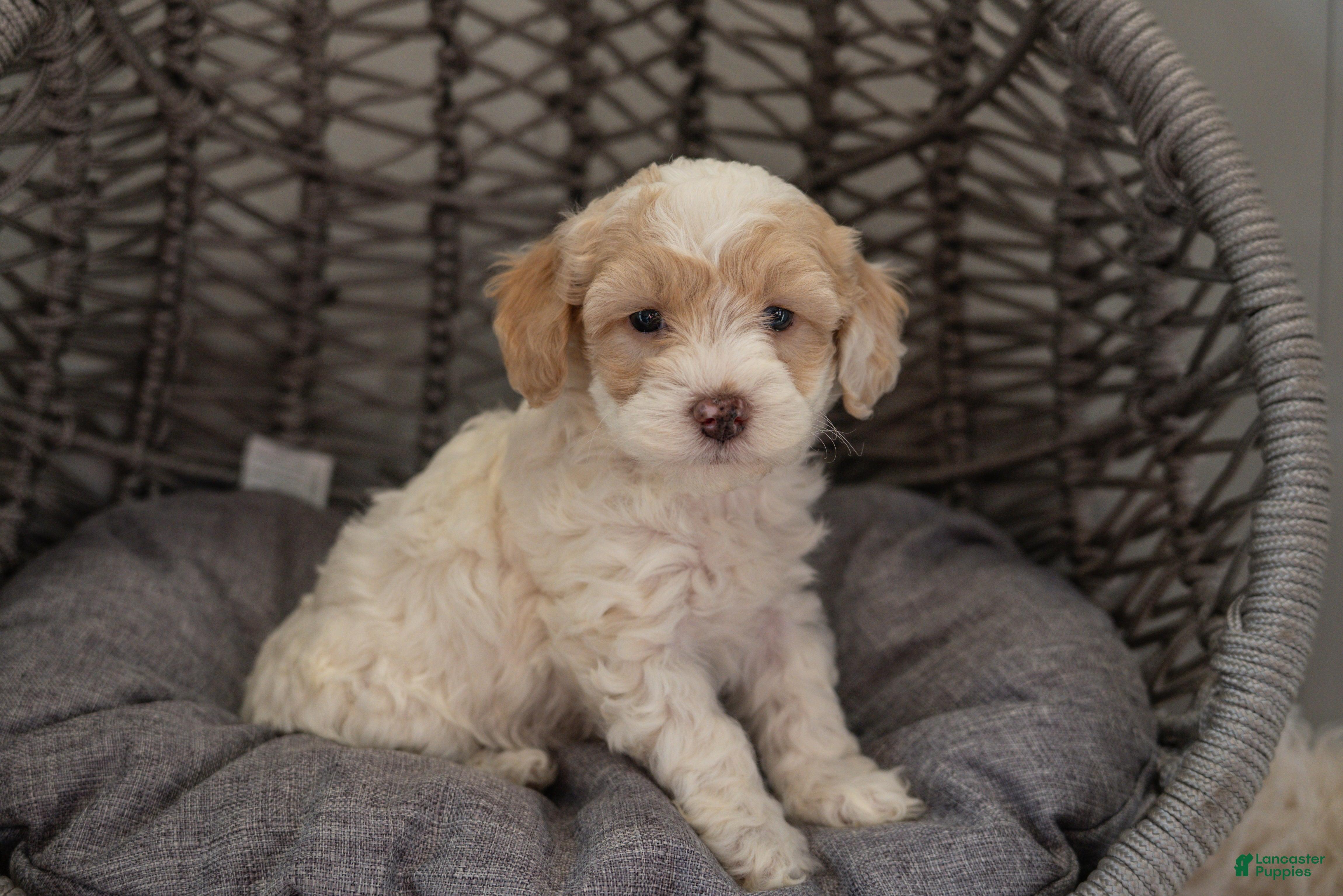 Cockapoo dogs Bella - Ad 1