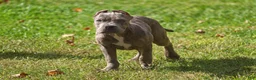 American Bully dogs for sale: Bluezilla 4K OBO - Ad 2