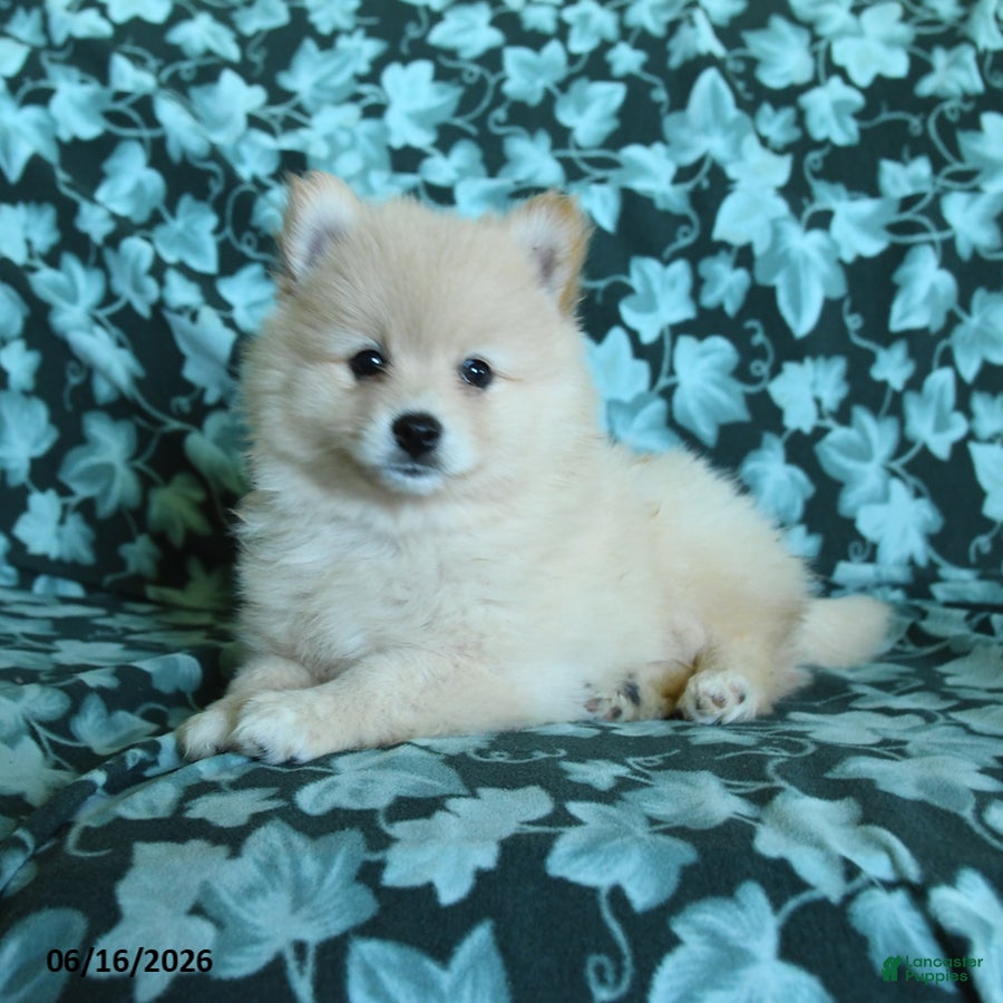 Pomeranian dogs Prince   - Ad 2