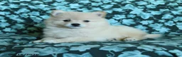 Pomeranian dogs for sale: Prince   - Ad 2