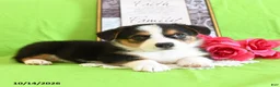 Welsh Corgi Pembroke dogs for sale: Enzo - Ad 3