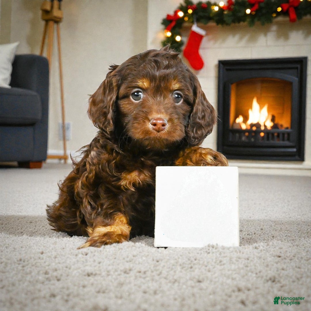 Cockapoo dogs for sale: jesse - Ad 6