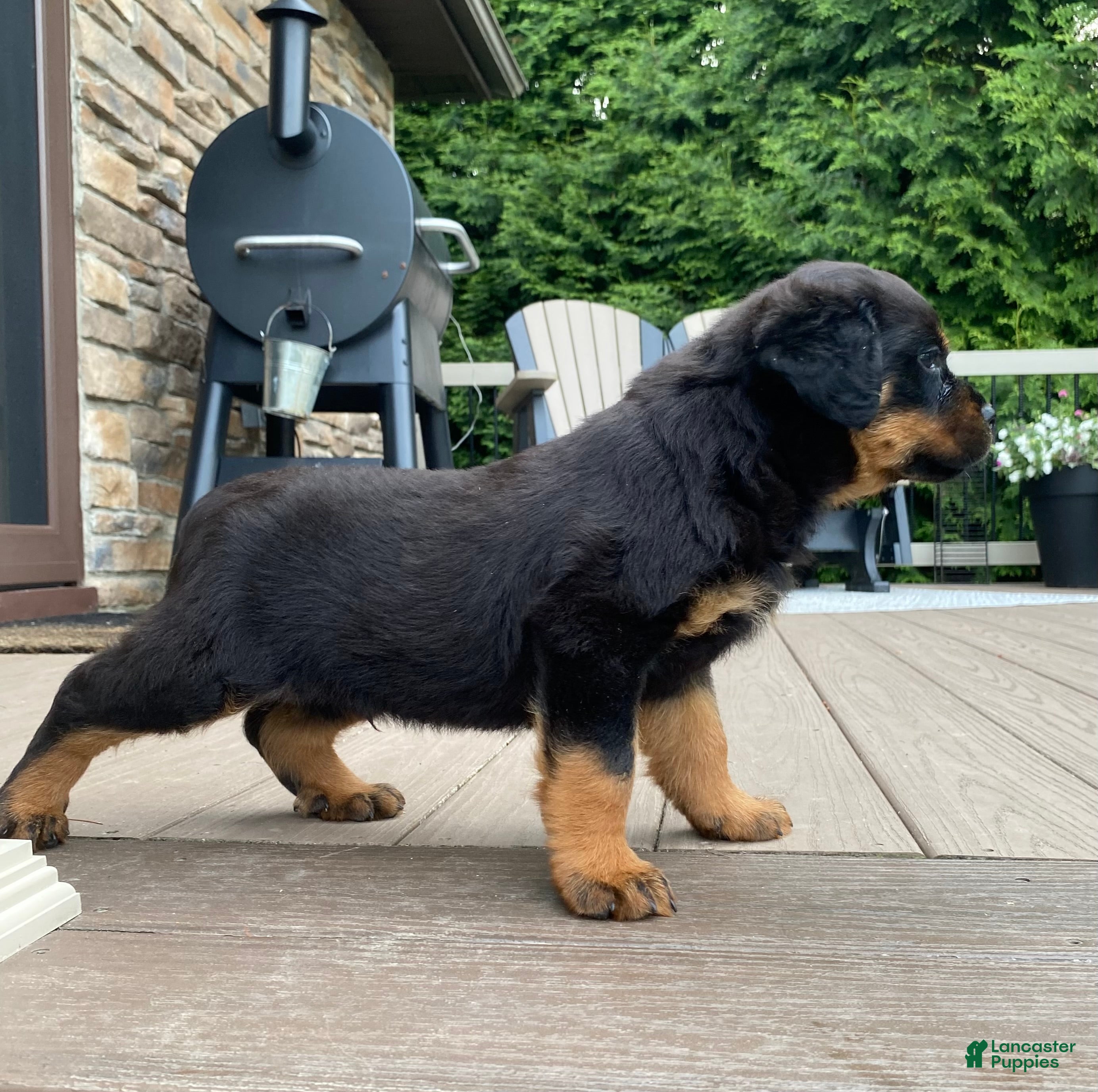Rottweiler dogs Vixen  - Ad 2