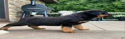 Rottweiler dogs for sale: Vixen  - Ad 2