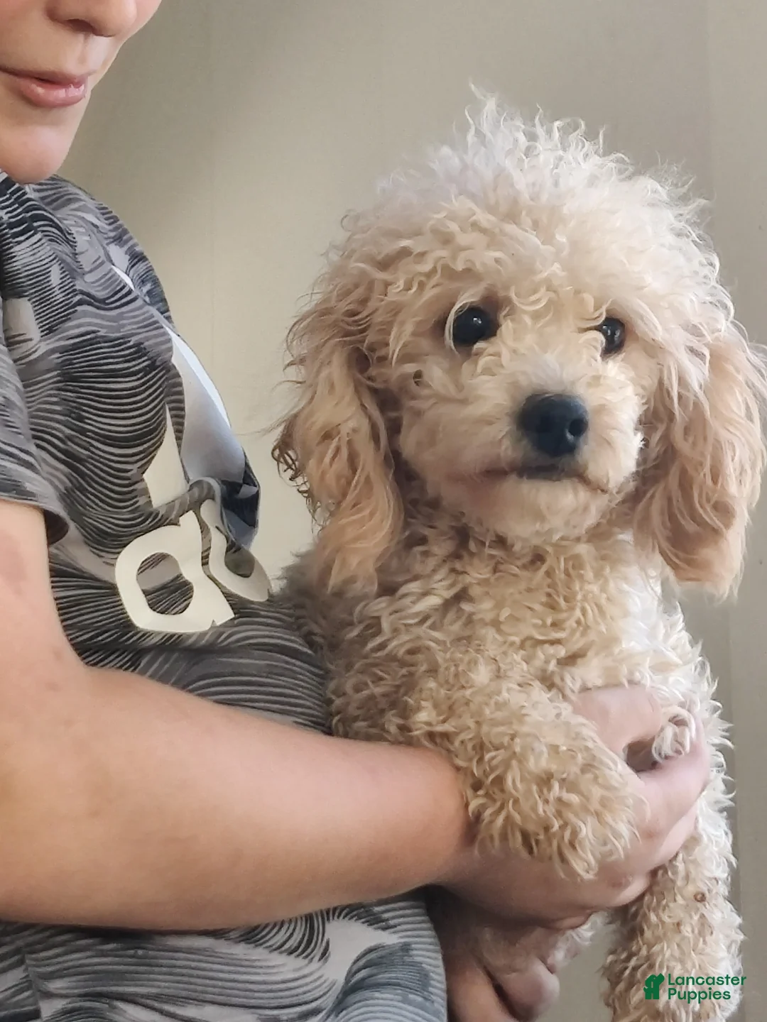 Bichpoo dogs for sale: Tammy - Ad 8