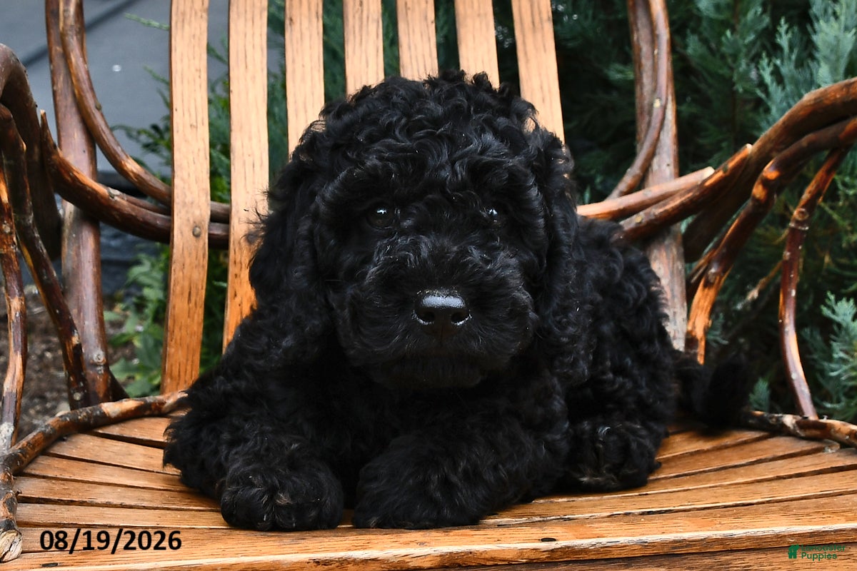 Mini Goldendoodle dogs Benton - Ad 2