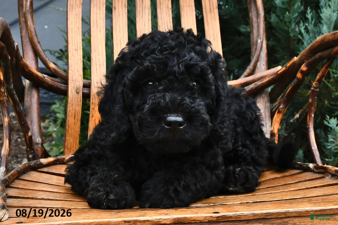 Mini Goldendoodle dogs for sale: Benton - Ad 2