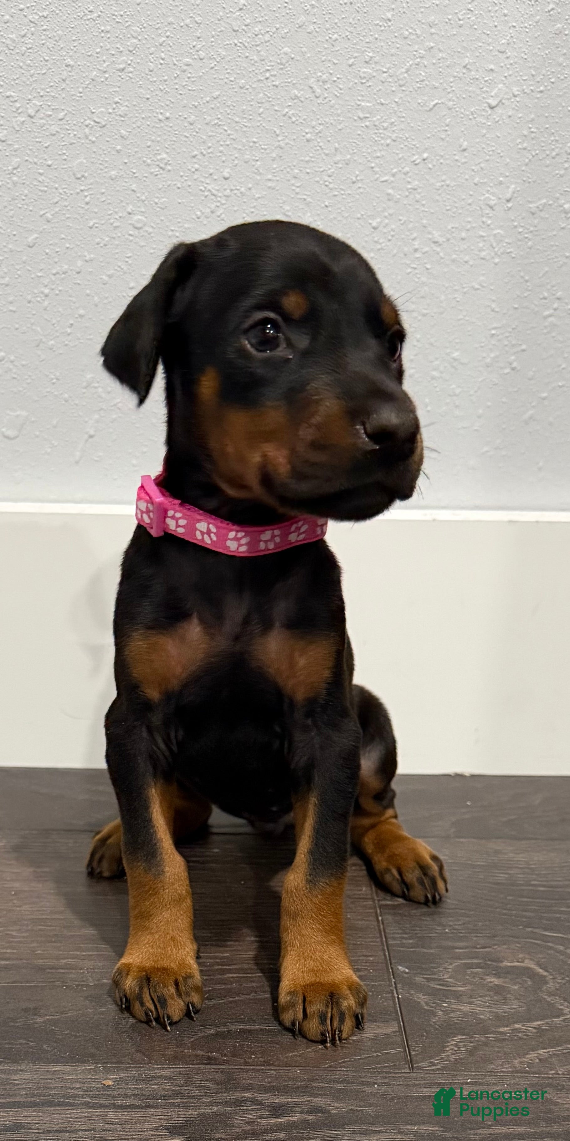 Doberman Pinscher dogs Doberman Pinscher 2 - Ad 2