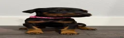 Doberman Pinscher dogs for sale: Doberman Pinscher 2 - Ad 2