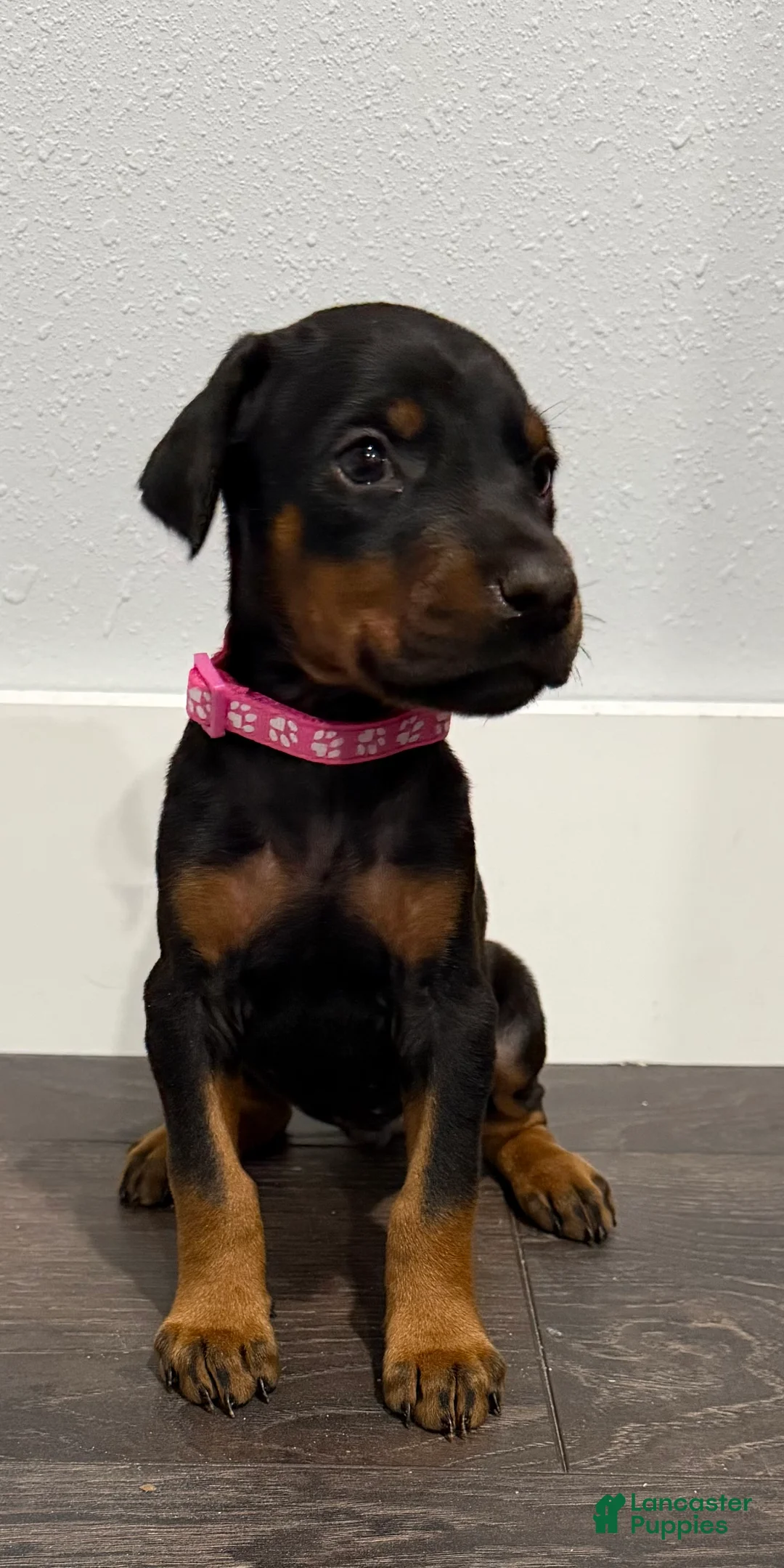 Doberman Pinscher dogs for sale: Doberman Pinscher 2 - Ad 2
