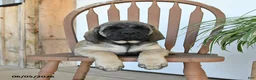 English Mastiff dogs for sale: Daisy - Ad 4