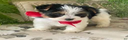Biewer Terrier dogs for sale: Whisper - Ad 21
