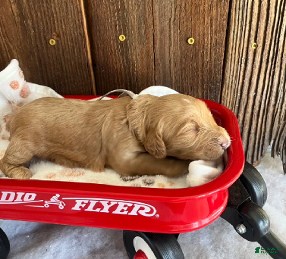Mini Goldendoodle dogs for sale: Biscuit - Ad 5